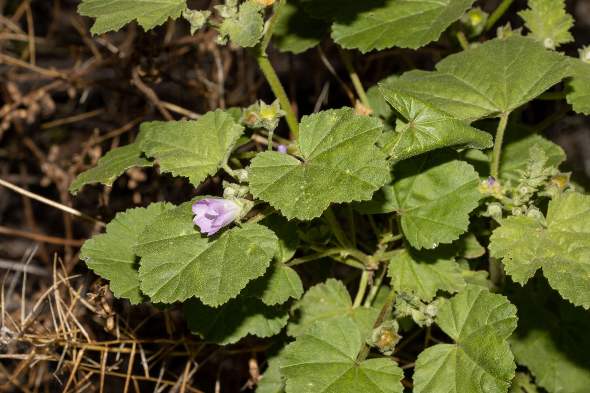 Image de Malva weinmanniana (Besser ex Rchb.) Conran