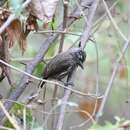 Image of Ecuadorian Piculet