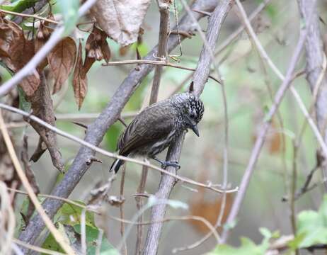 Image of Ecuadorian Piculet