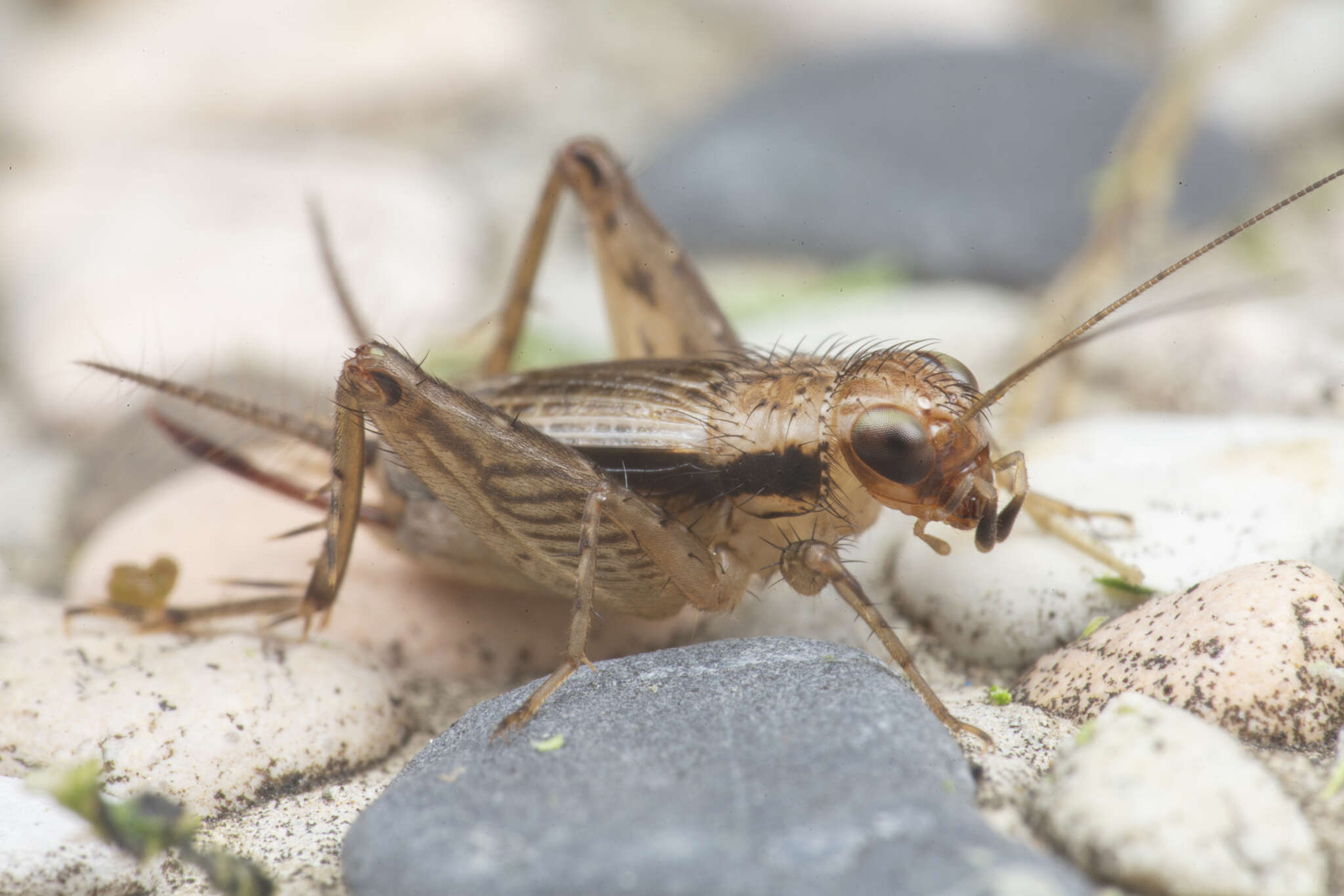 Слика од Polionemobius taprobanensis (Walker & F. 1869)