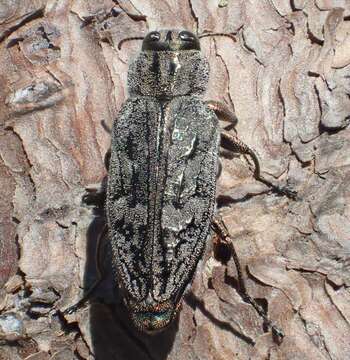 Image of Chrysobothris scabripennis Gory & Laporte 1837