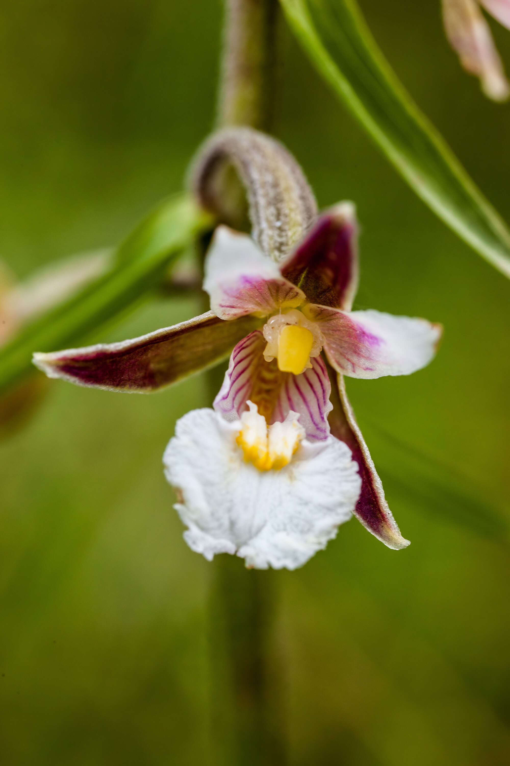 Imagem de Epipactis palustris (L.) Crantz