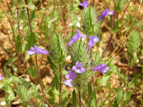 Cleonia lusitanica (L.) L.的圖片