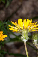 Image of slender sowthistle