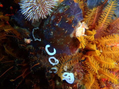 Image of Fiery nudibranch