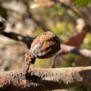 Image of ridge-fruited mallee