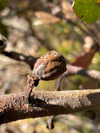 Image of Eucalyptus angulosa Schauer