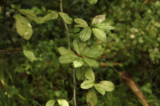 Image of Barnadesia spinosa L. fil.