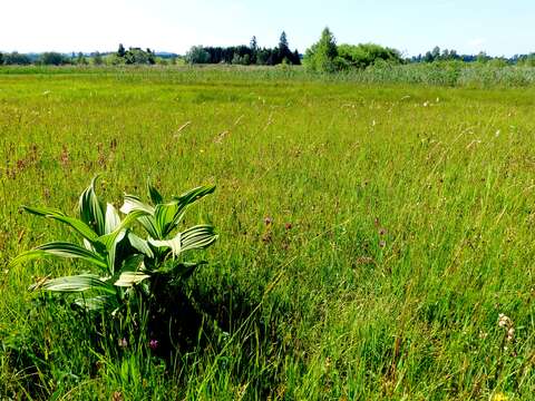 Image of European white hellebore