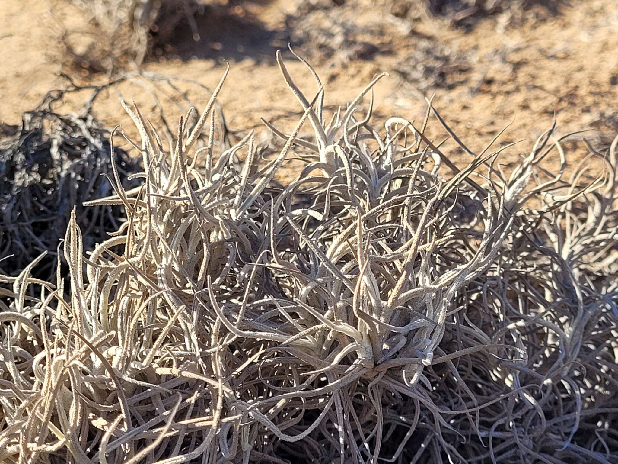 Imagem de Tillandsia landbeckii Phil.