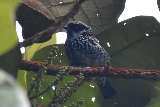 Image of Beryl-spangled Tanager