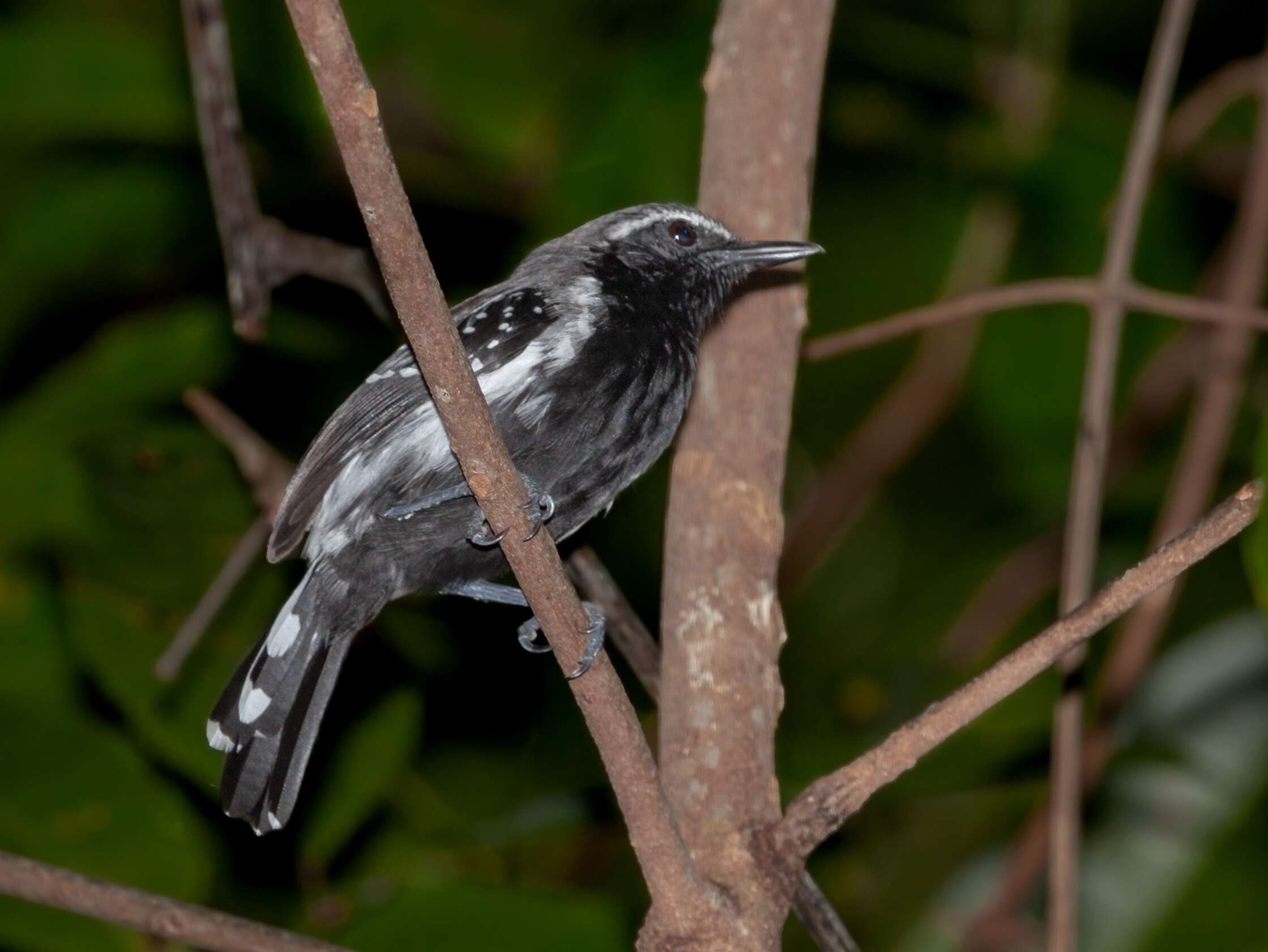 Image of Southern White-fringed Antwren