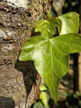 Image of Hedera rhombea (Miq.) Paul