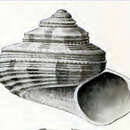 Image of Conotalopia henniana (Melvill 1891)