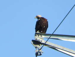 Image of Spanish Imperial Eagle