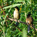 Donacobius atricapilla atricapilla (Linnaeus 1766) resmi