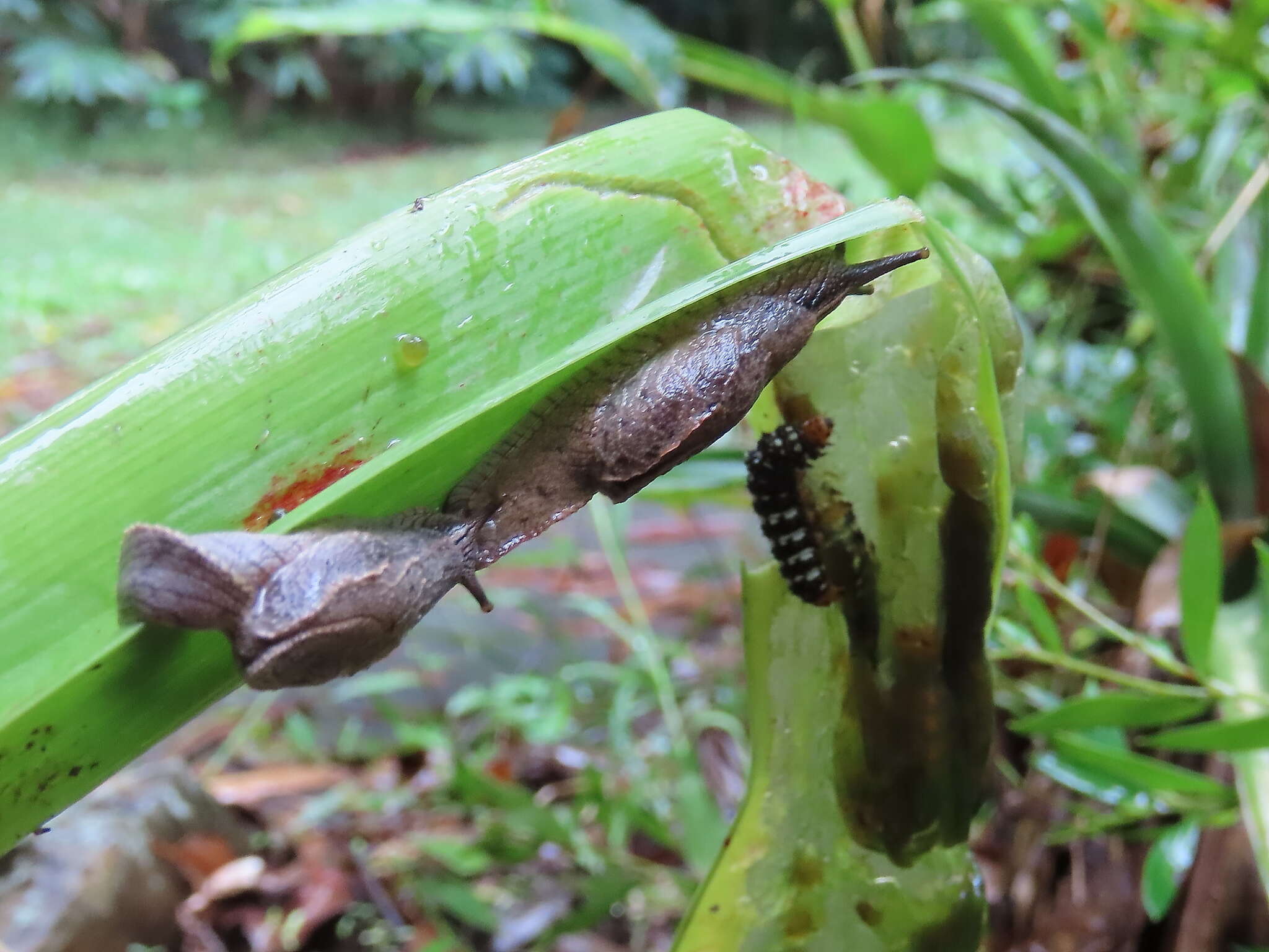 Image de Cucullarion parkini Stanisic 1998