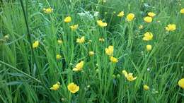 Image of common buttercup