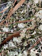 Imagem de Cladonia rappii A. Evans