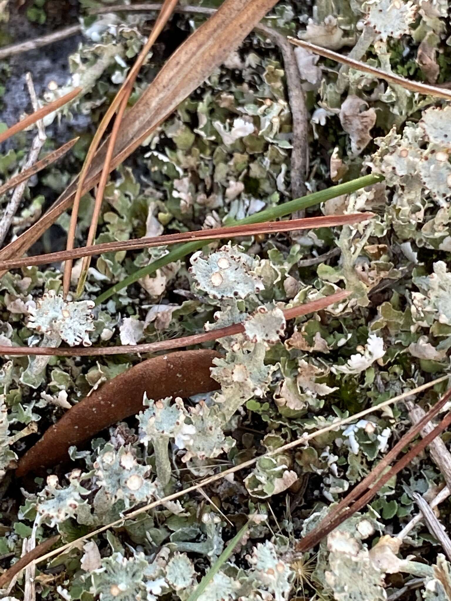 Imagem de Cladonia rappii A. Evans