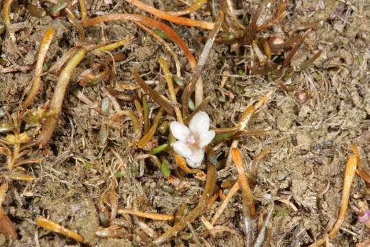 Image of Montia angustifolia Heenan