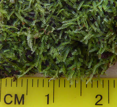 Image of Zoopsis argentea var. argentea (Hook. fil. & Taylor) Gottsche, Lindenb. & Nees