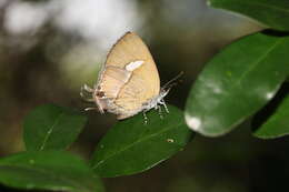 Image of Horaga albimacula triumphalis Murayama & Shibatani 1948