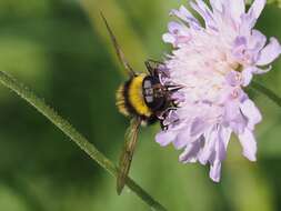 Image of Sericomyia bombiformis (Fallen 1810)