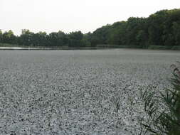 Image of water chestnut