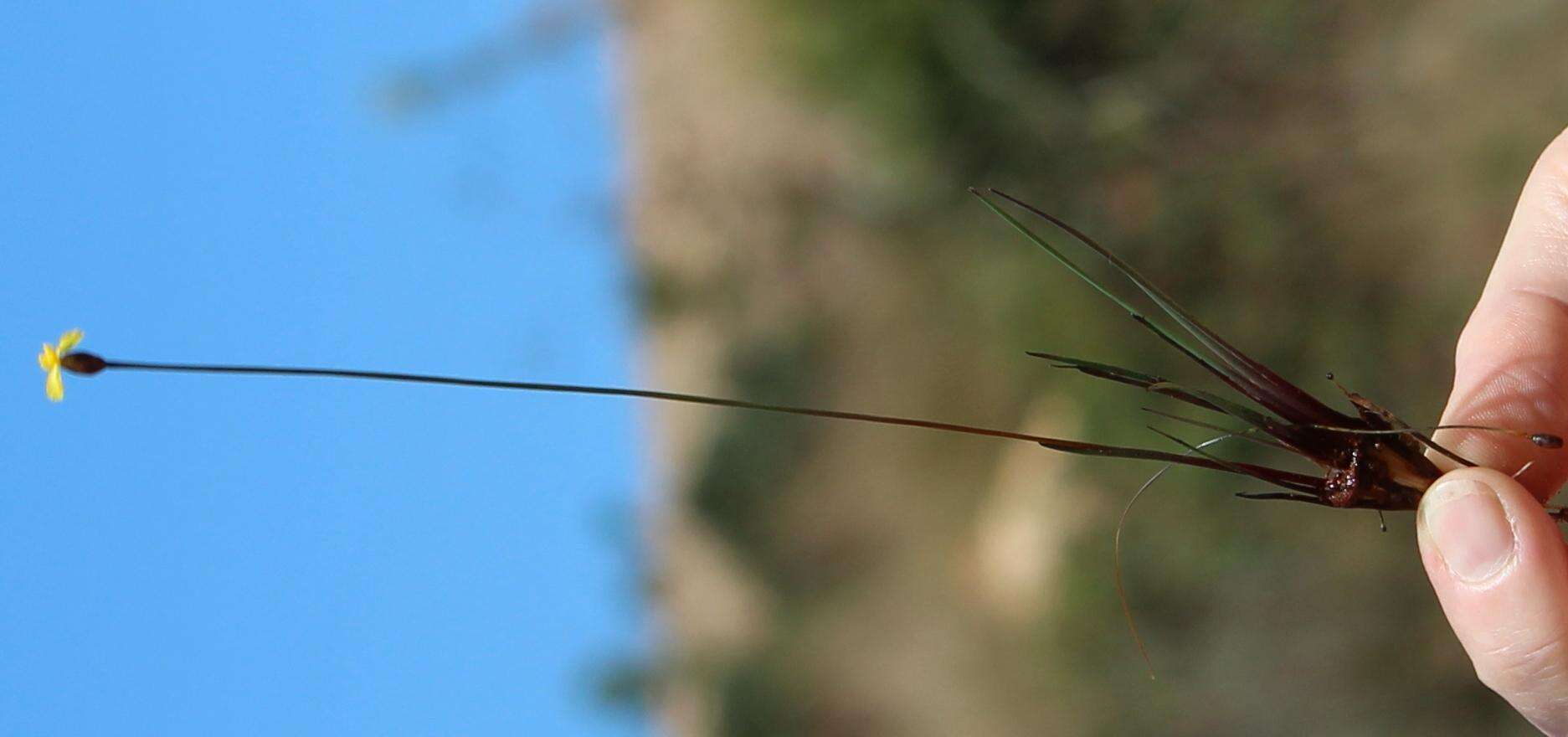 Sivun Xyris capensis Thunb. kuva