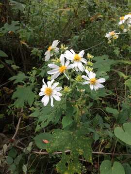 Image of Montanoa grandiflora (DC.) Hemsl.