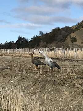 Image of magellan goose, upland goose