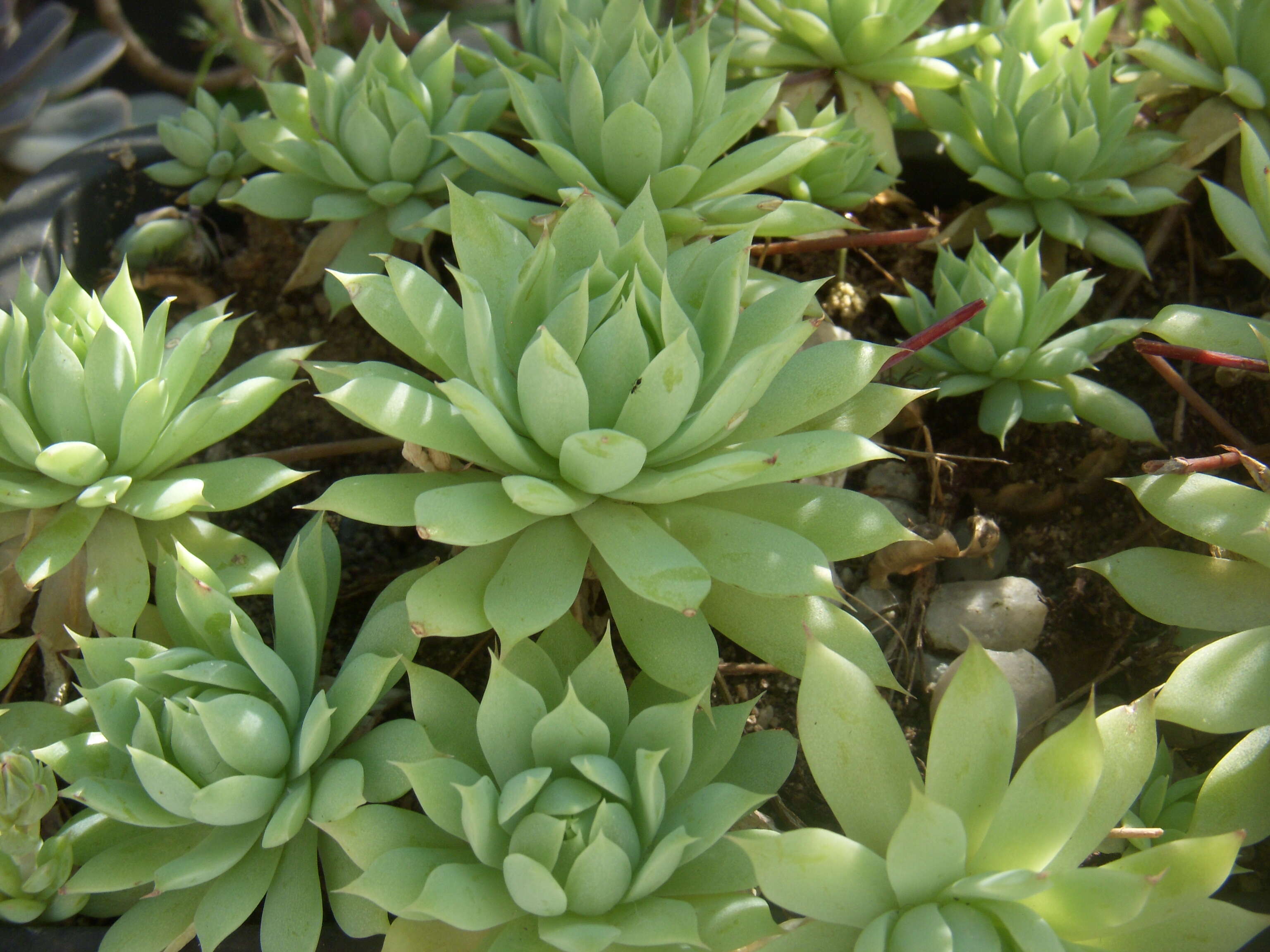 Image of Graptopetalum macdougallii Alexander