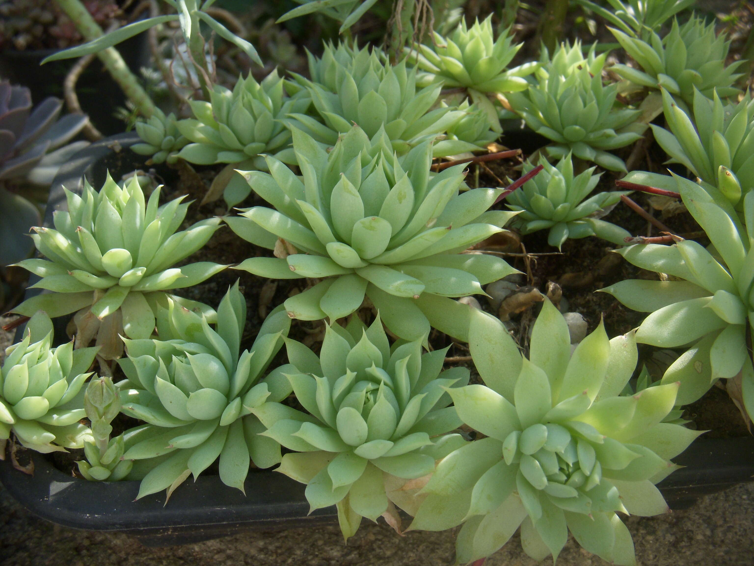 Image of Graptopetalum macdougallii Alexander