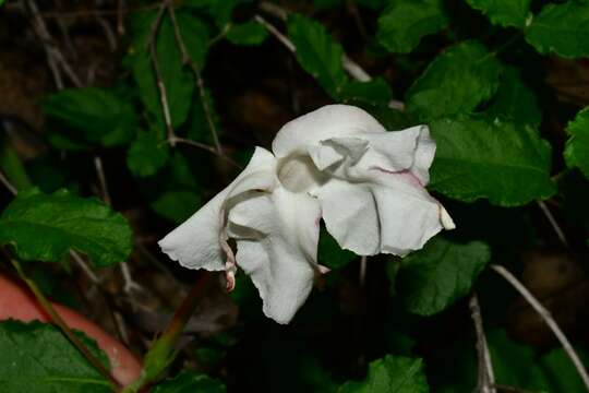 Image of plateau rocktrumpet