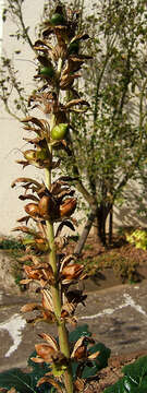 Imagem de Acanthus mollis L.