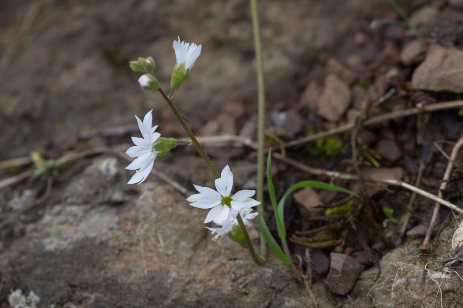 Image of San Francisco woodland-star