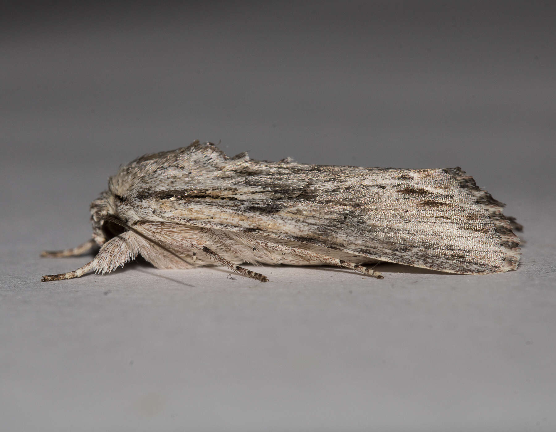 Image of Gray-streaked Armywom Moth