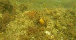 Image of Horseshoe butterflyfish