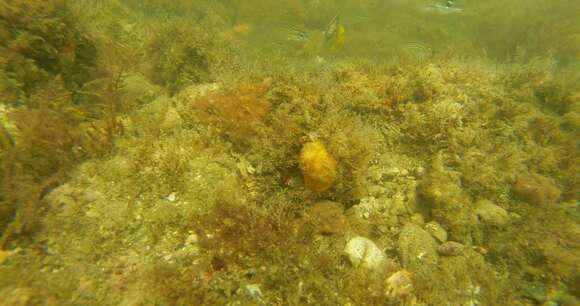 Image of Horseshoe butterflyfish