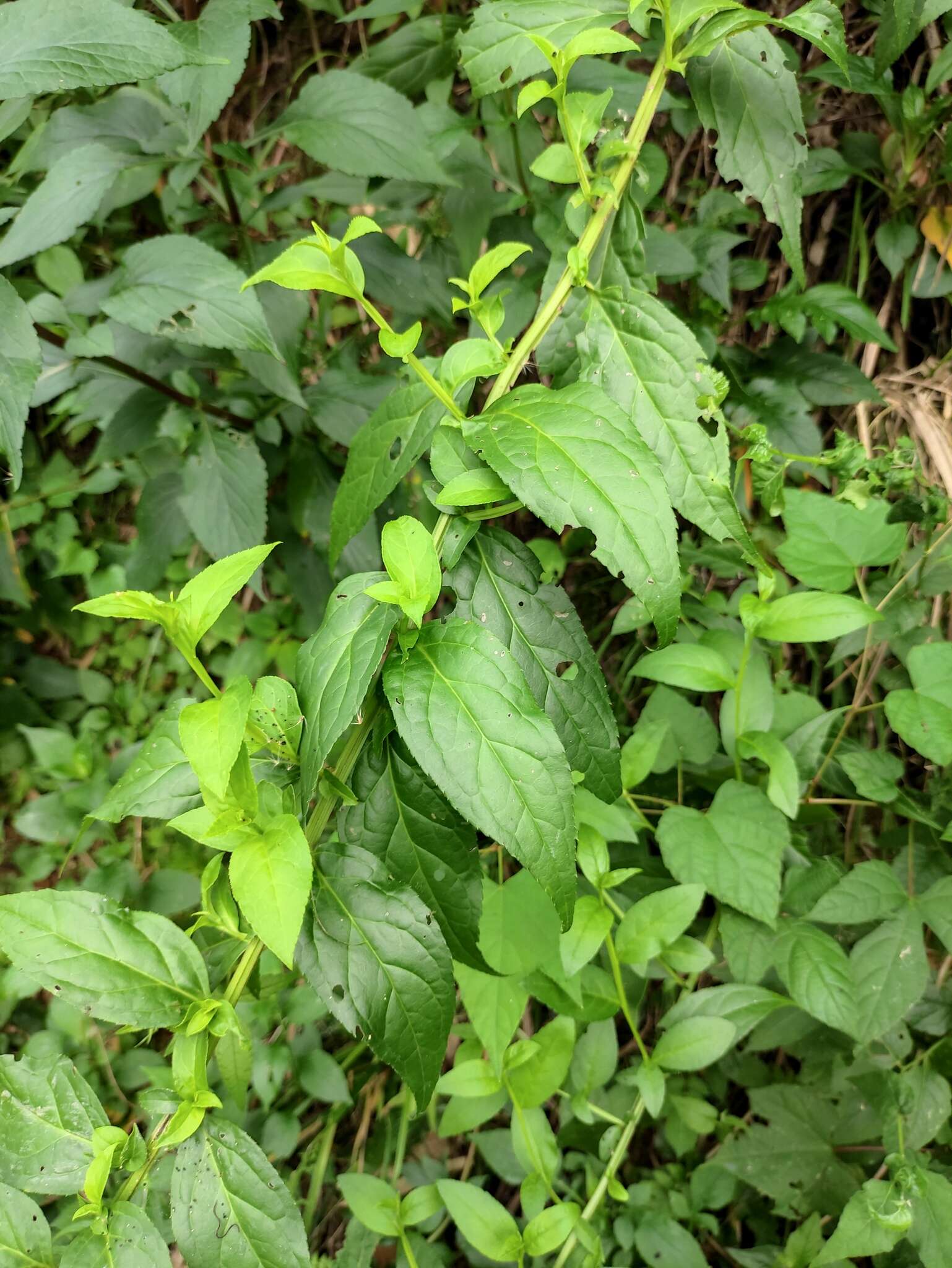 Image de Buddleja lindleyana Fortune ex Lindl.