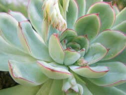 Image of Echeveria pulidonis Walther