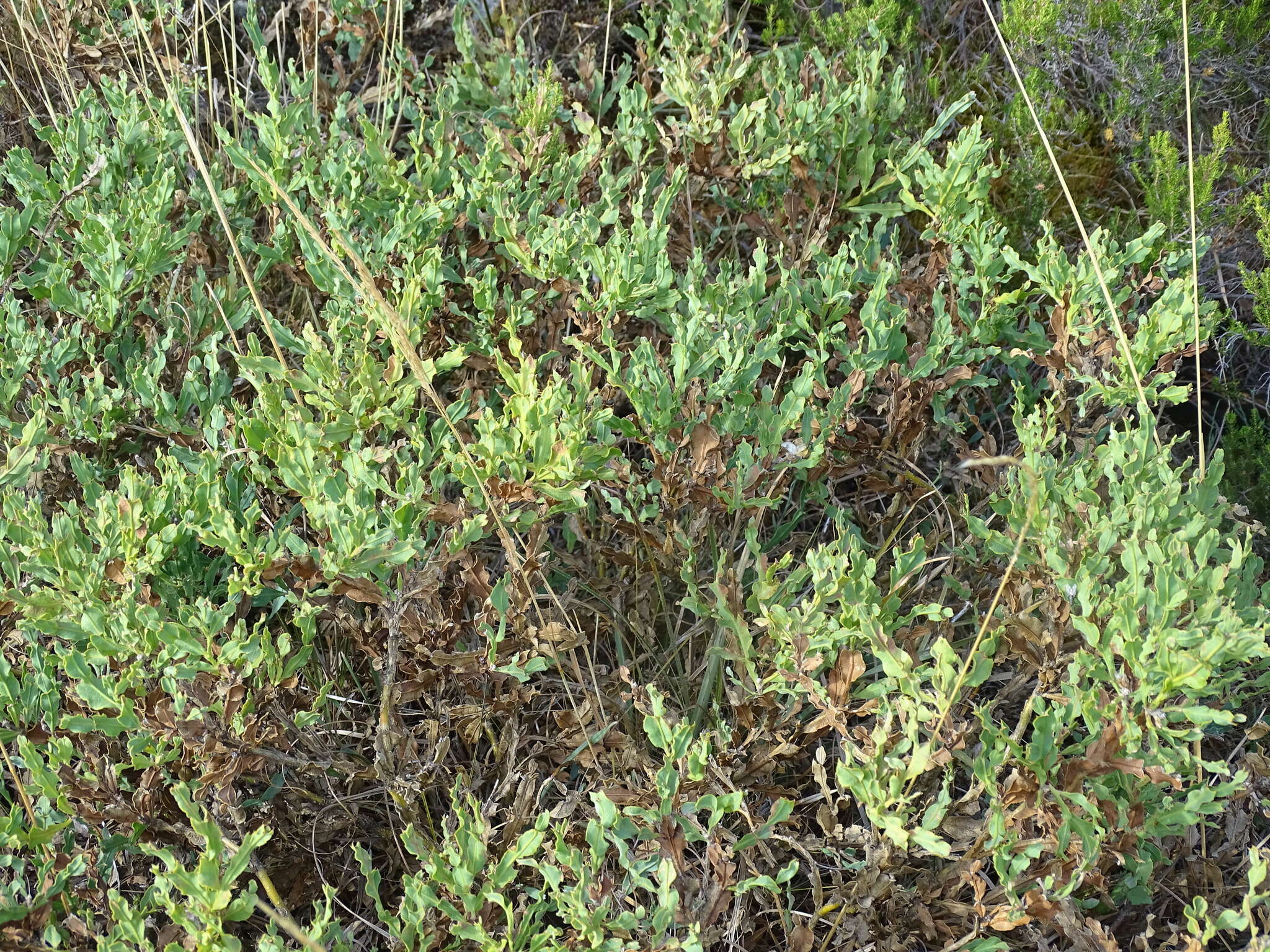 Plancia ëd Genista tridentata L.