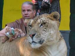 Image of Panthera leo × Panthera tigris