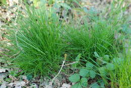 Image of variousleaf fescue