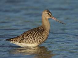 Image of Bar-tailed Godwit