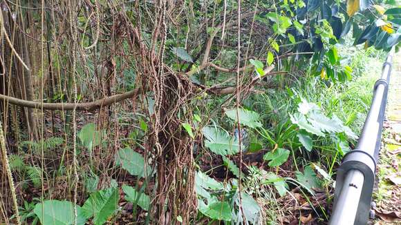 Image of Tinospora crispa (L.) Miers ex Hook. fil. & Thoms.