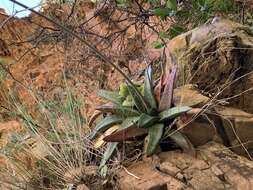 Image of Gasteria vlokii van Jaarsv.