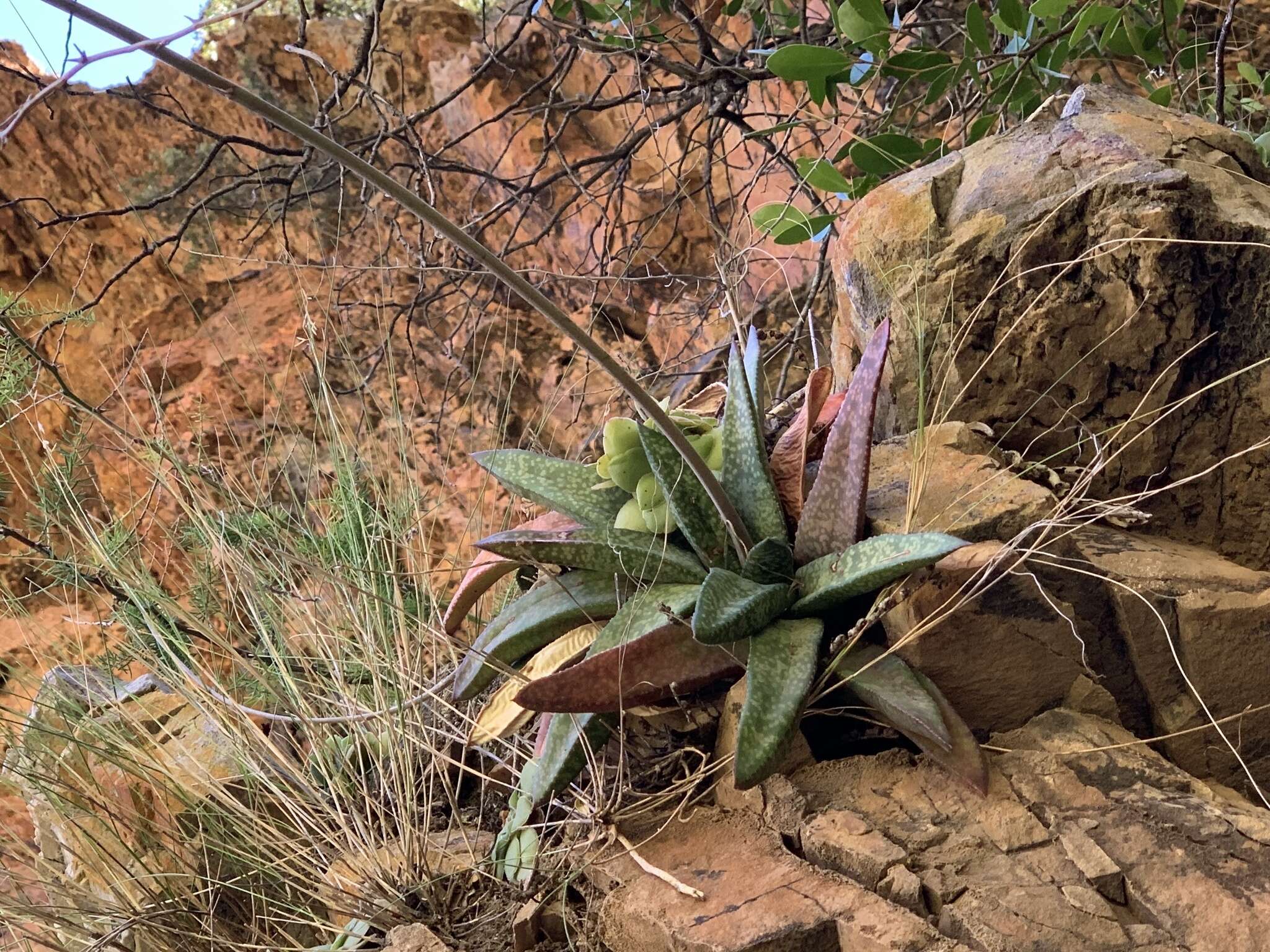 Image of Gasteria vlokii van Jaarsv.