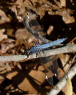 Слика од Libellula cyanea Fabricius 1775